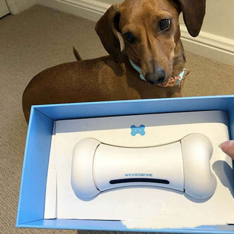 Crazy Bone Driven Board Smart Pet Toy