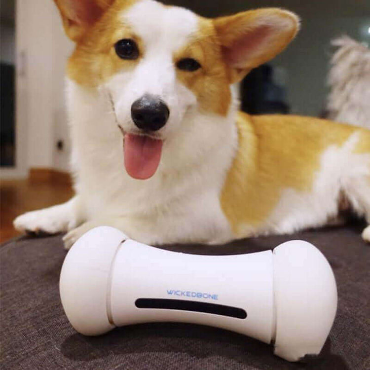 Crazy Bone Driven Board Smart Pet Toy
