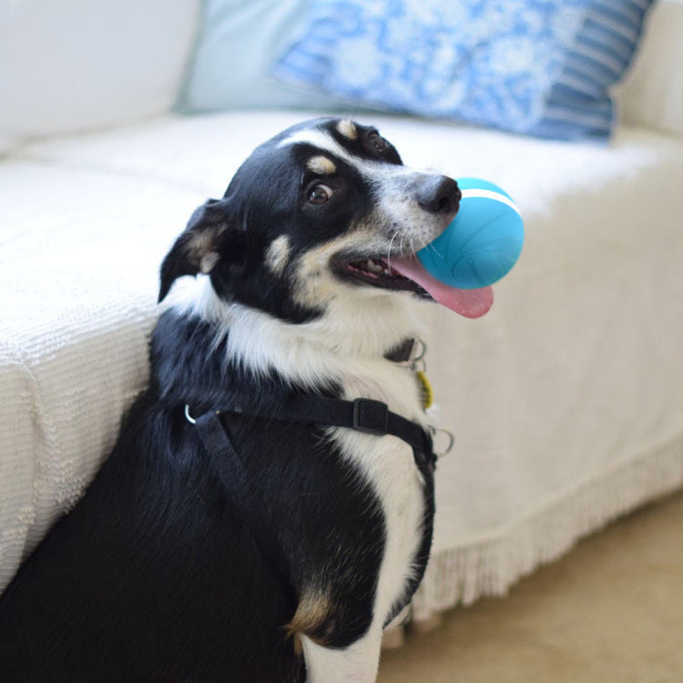 InterPet™️ Wicked Ball