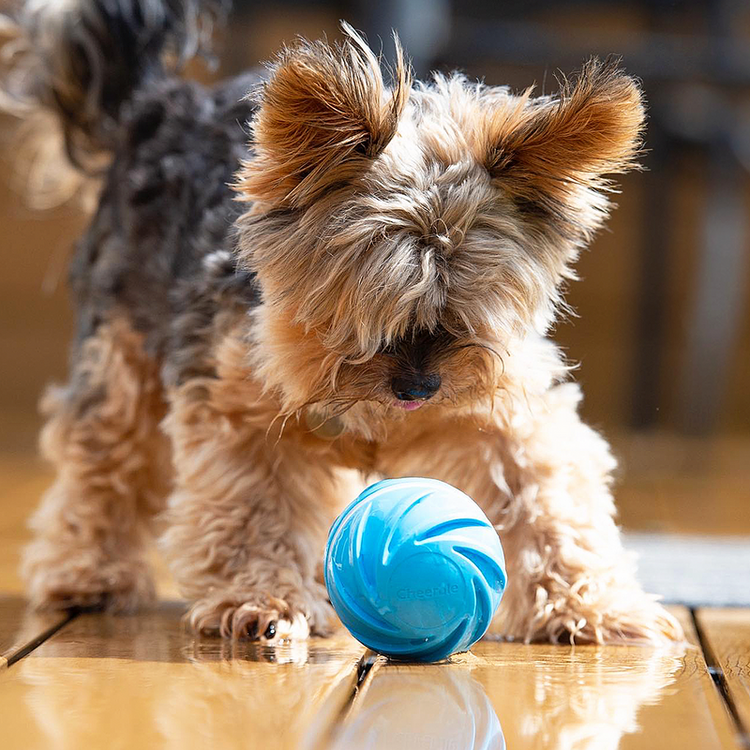 InterPet™️ Wicked Ball
